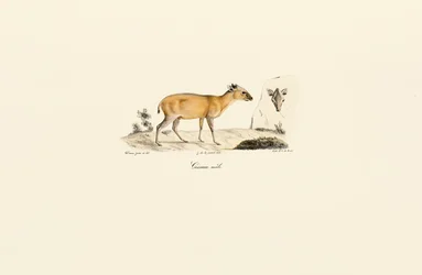 South American Deer Species
