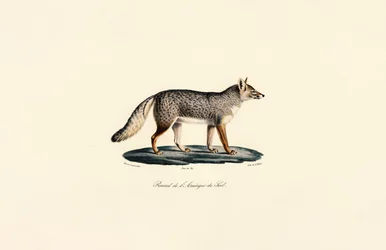 South American Fox