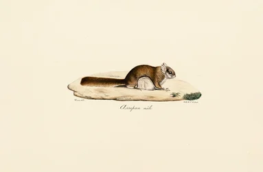 Southern Flying Squirrel