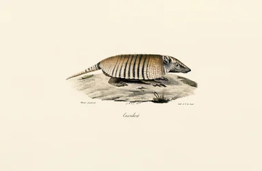Southern Three-banded Armadillo