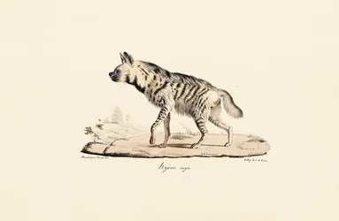 Striped Hyena