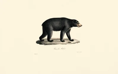 Sun Bear