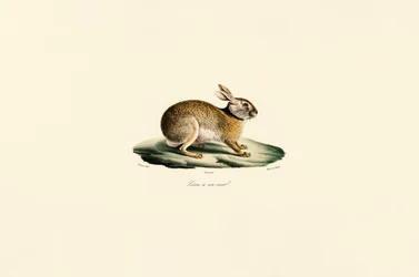 Tolai Hare