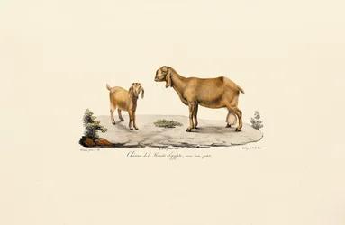 Upper Egyptian Goat with Kid