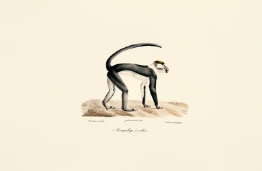 White-collared Mangabey
