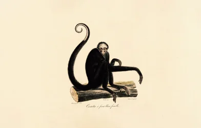 White-fronted Spider Monkey (Female)