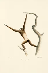 White-handed Gibbon