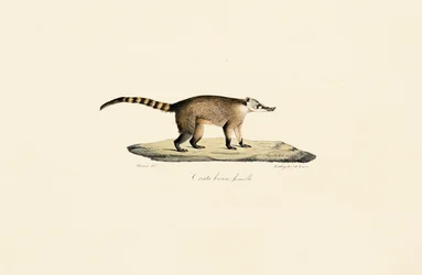 White-nosed Coati (Female)