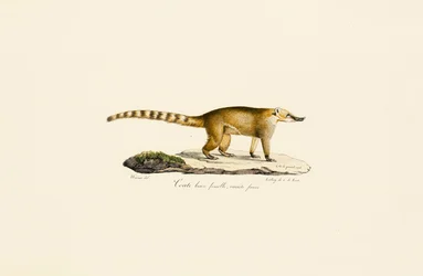 White-nosed Coati (female, lighter variant)