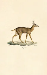White-tailed Deer