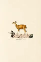 White-tailed Deer Doe