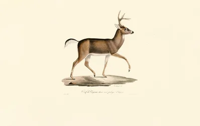 White-tailed Deer in Winter Coat