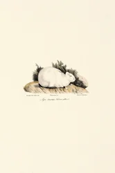 White Rabbit