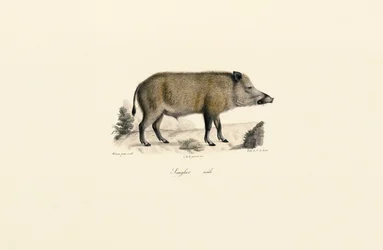 Wild Boar