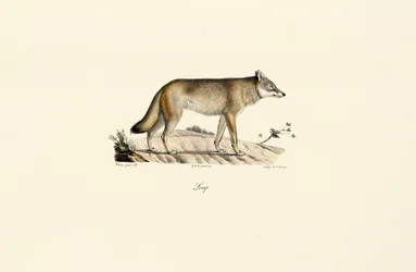 Wolf