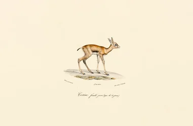 Young Female Blackbuck