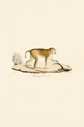 Young Female Night Monkey