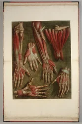 A Group of Dissected Hands