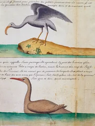 Unknown Bird and Bird called Foux (Booby), Sao Vicente island, Cape Verde, from log book by Jacques Gouin de Beauchesne