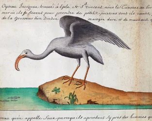 White Ibis, Sao Vicente island, Cape Verde