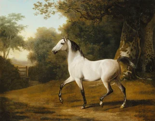 A Grey Arab Stallion in a Wooded Landscape