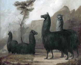 Alpacas