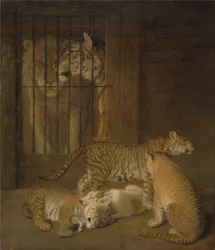 Group of Whelps Bred between a Lion and a Tigress