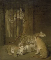 Group of whelps bred between a lion and a tigress