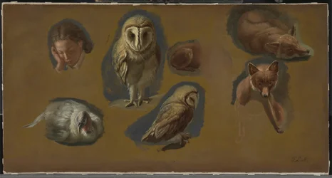 Studies of a Fox, a Barn Owl, a Peahen and a Young Man