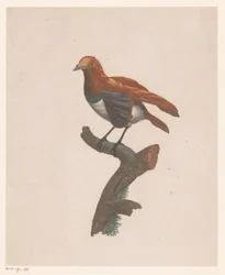 Bird on a Branch