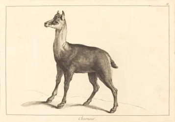 Chamois
