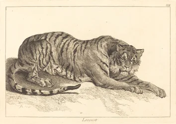 Leopard or Tiger