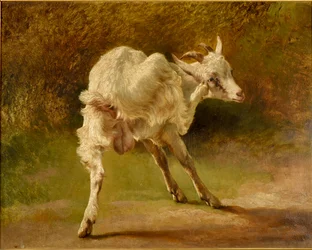 White Goat Scratching Its Head