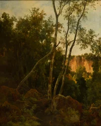 Forest with Rocks