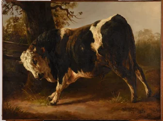 Enraged Bull