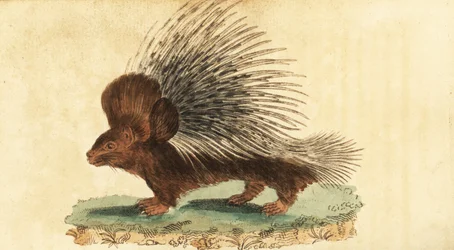 Crested Porcupine, Hystrix Cristata (1800)