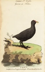 Eurasian Coot, Fulica atra