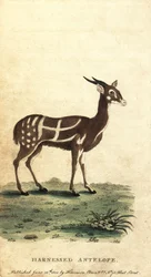 Harnessed Bushbuck or Kewel, Tragelaphus Scriptus