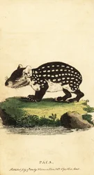 Lowland Paca or Spotted Paca, Cuniculus paca