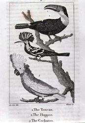 The Toucan, The Huppoo and The Cockatoo, from 