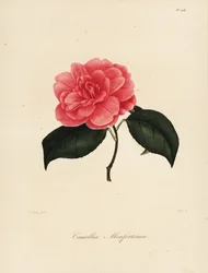 Camellia Japonica Variety, Camellia monfortiana