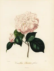Camellia japonica variety