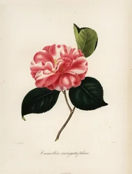 Camellia japonica variety, Camellia variegata plena