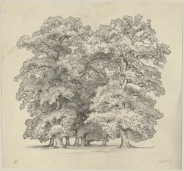 Felling of Trees