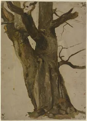 Hollow Tree