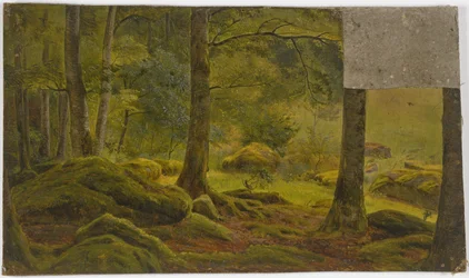 Inside a Forest