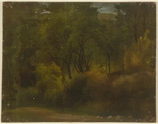 Inside a Forest