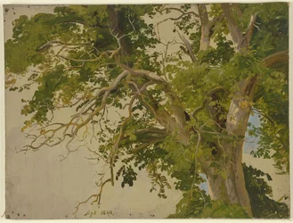 Treetop