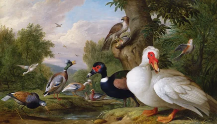 Variety of Ducks by a Pool
