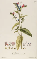 Echium: Orientale from Icones Plantarum, c.1763